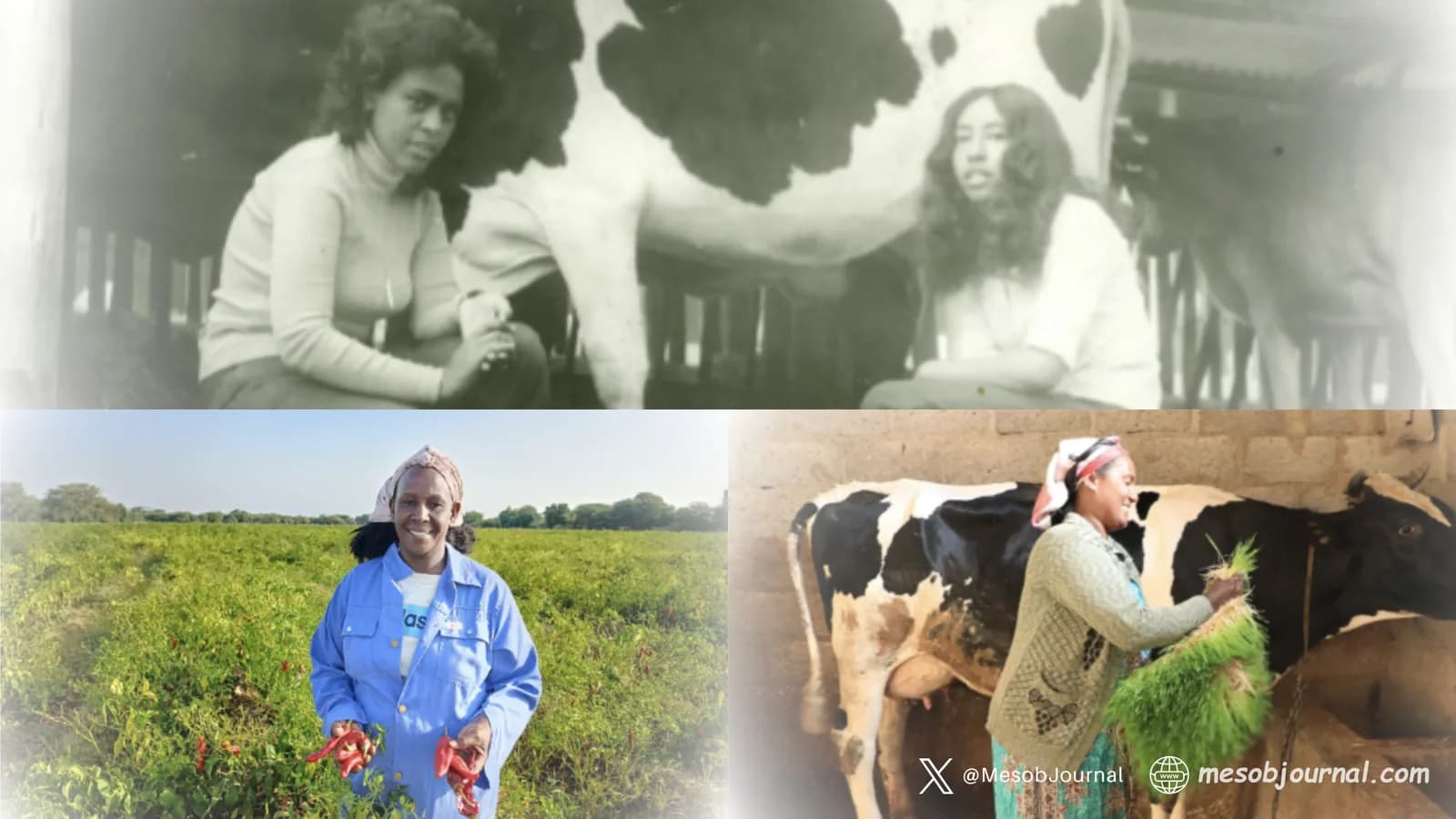 Eritrean Women - Food Security.